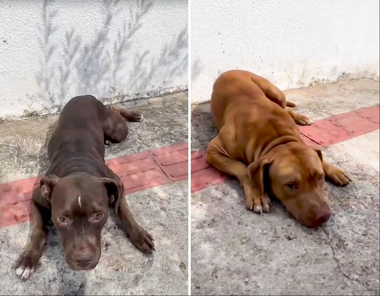 Cães abandonados no bairro Castelo , em BH