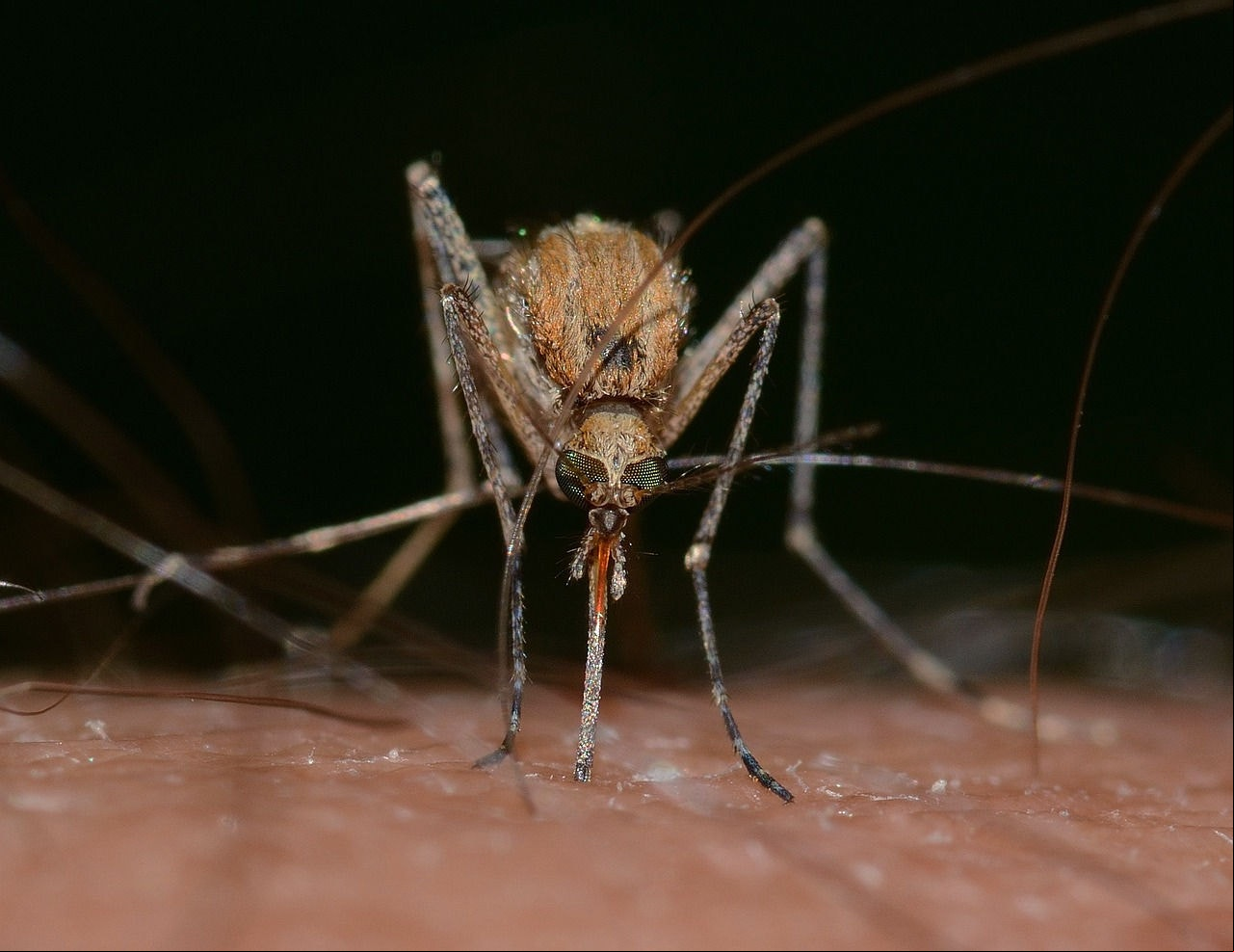 Febre oropouche é transmitida por mosquitos