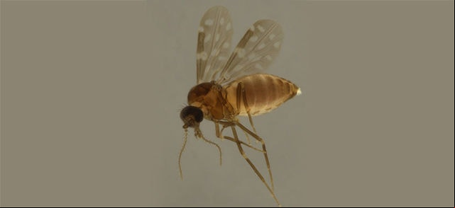 Mosquito-pólvora é o principal vetor da febre oropouche  