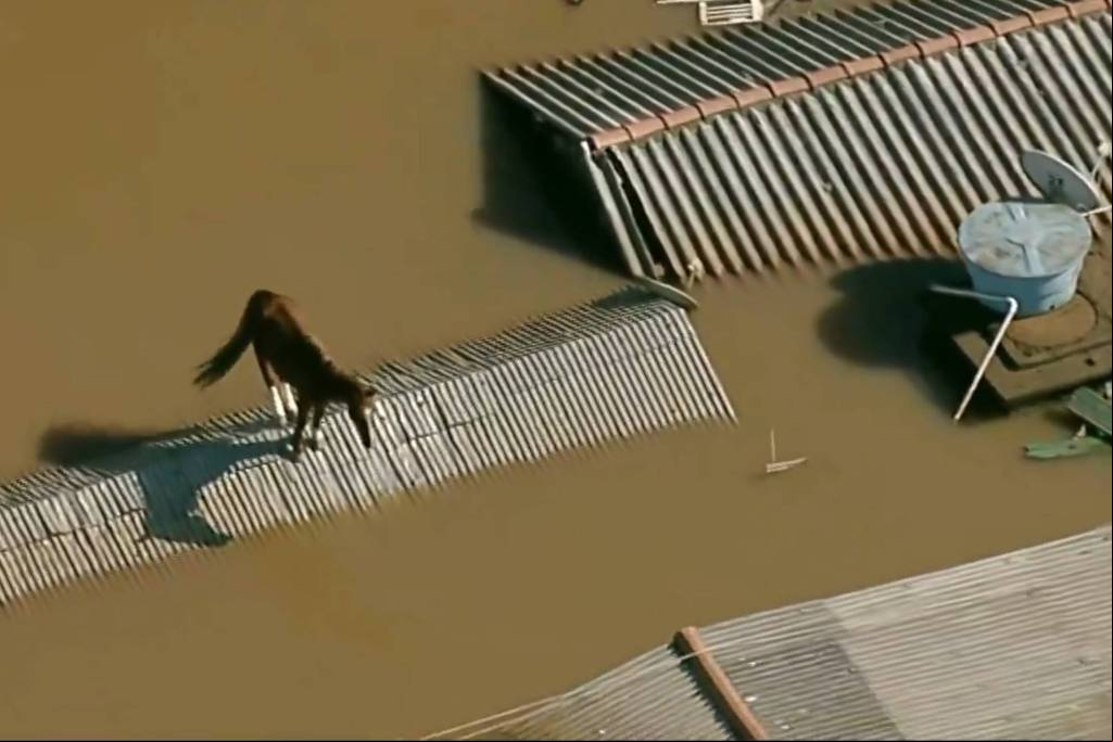 Cavalo foi filmado sobre o telhado em Canoas (RS), na região metropolitana de Porto Alegre