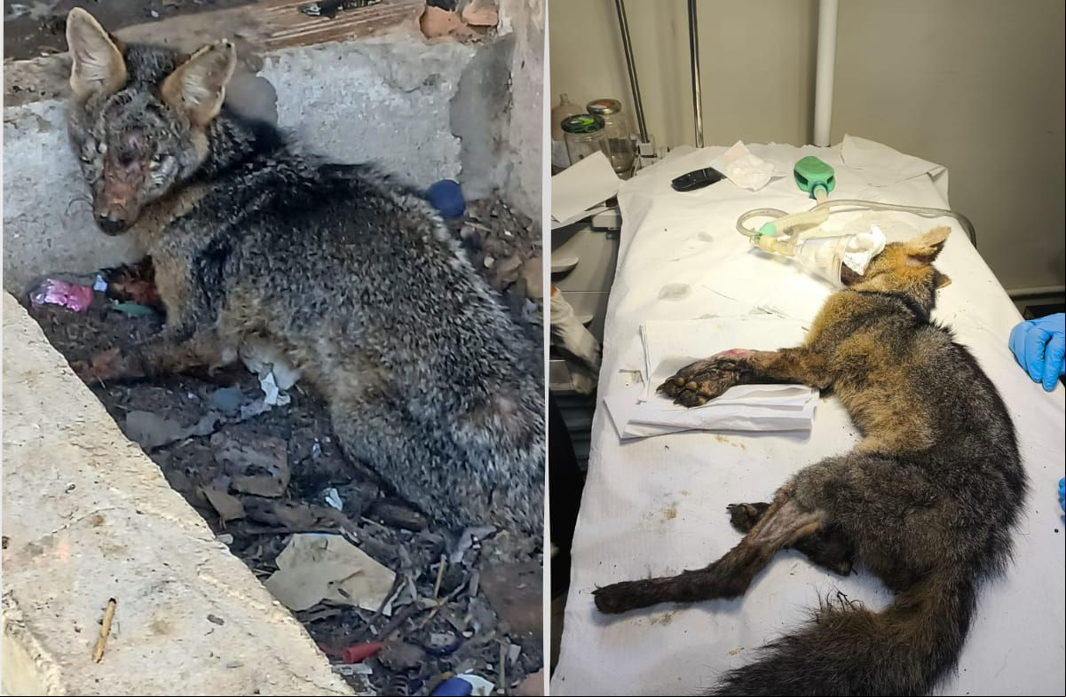 Animal foi socorrido e será solto quando estiver recuperado