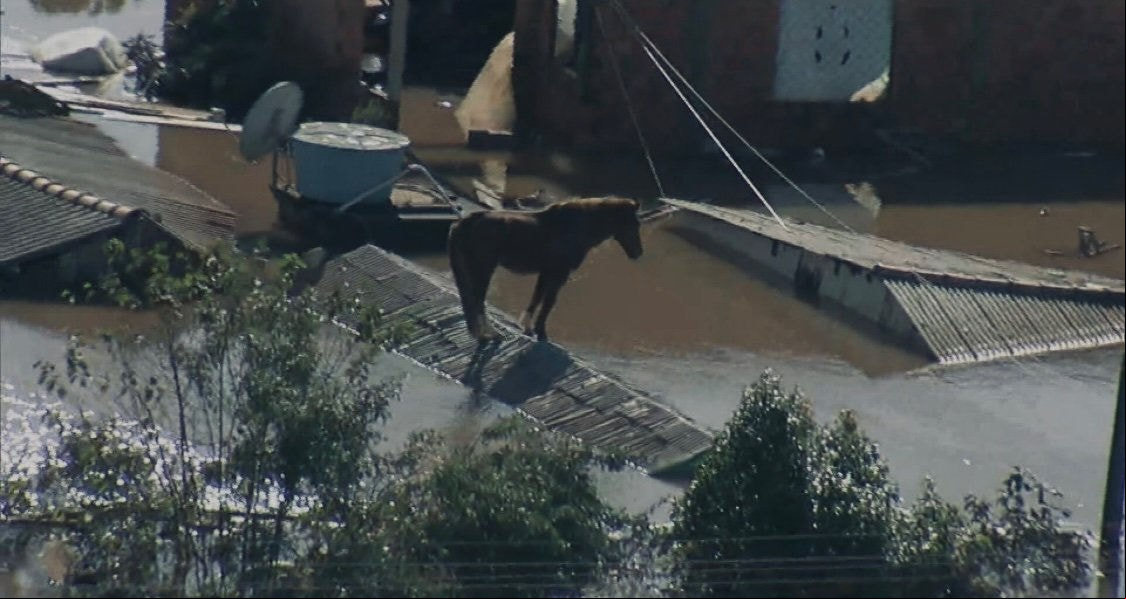 Helicóptero da TV Globo filmou o cavalo em cima do telhado