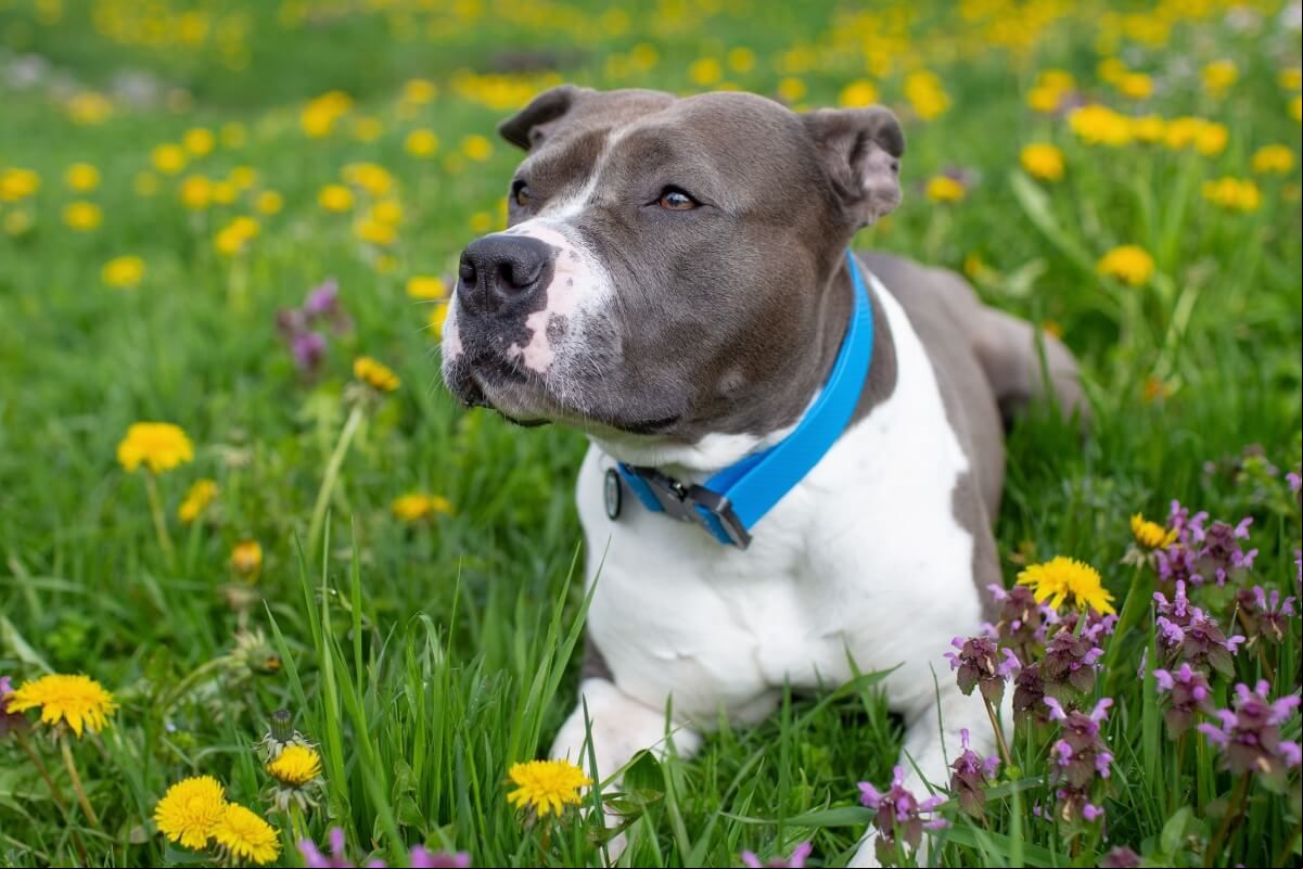 O staffordshire bull terrier tem um temperamento dócil e é muito apegado à família