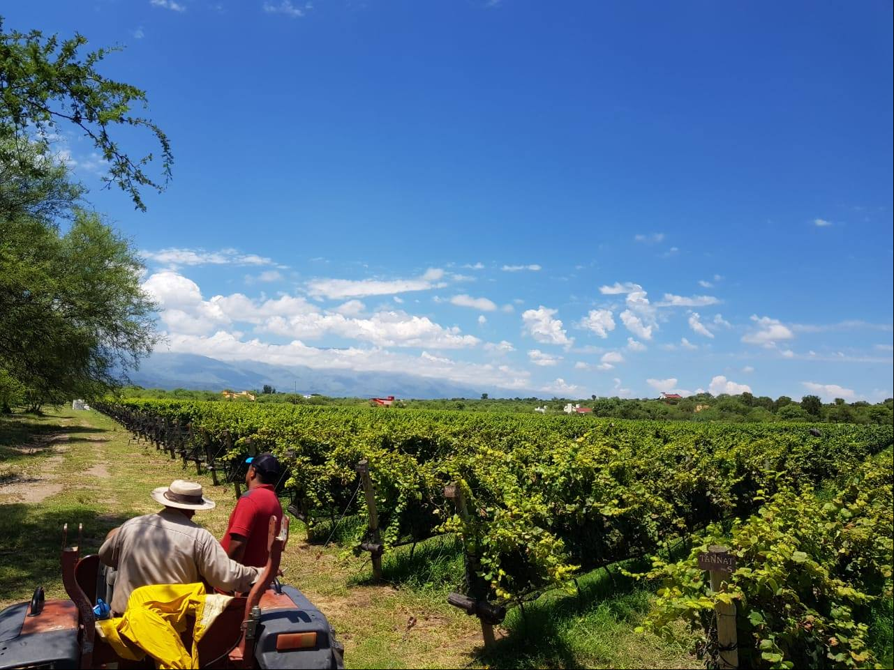 Caminhos do Vinho: o turismo de experiência cresce na província de Córdoba