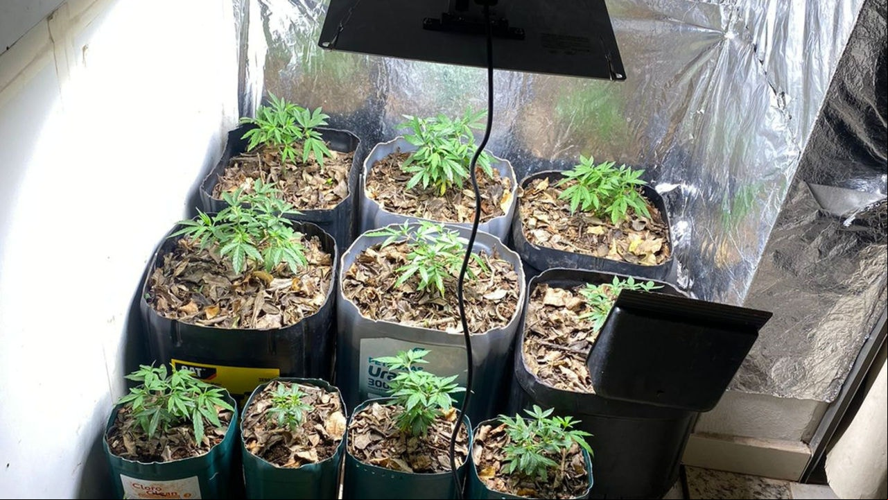 Material apreendido estava em ambiente adaptado para o cultivo da droga