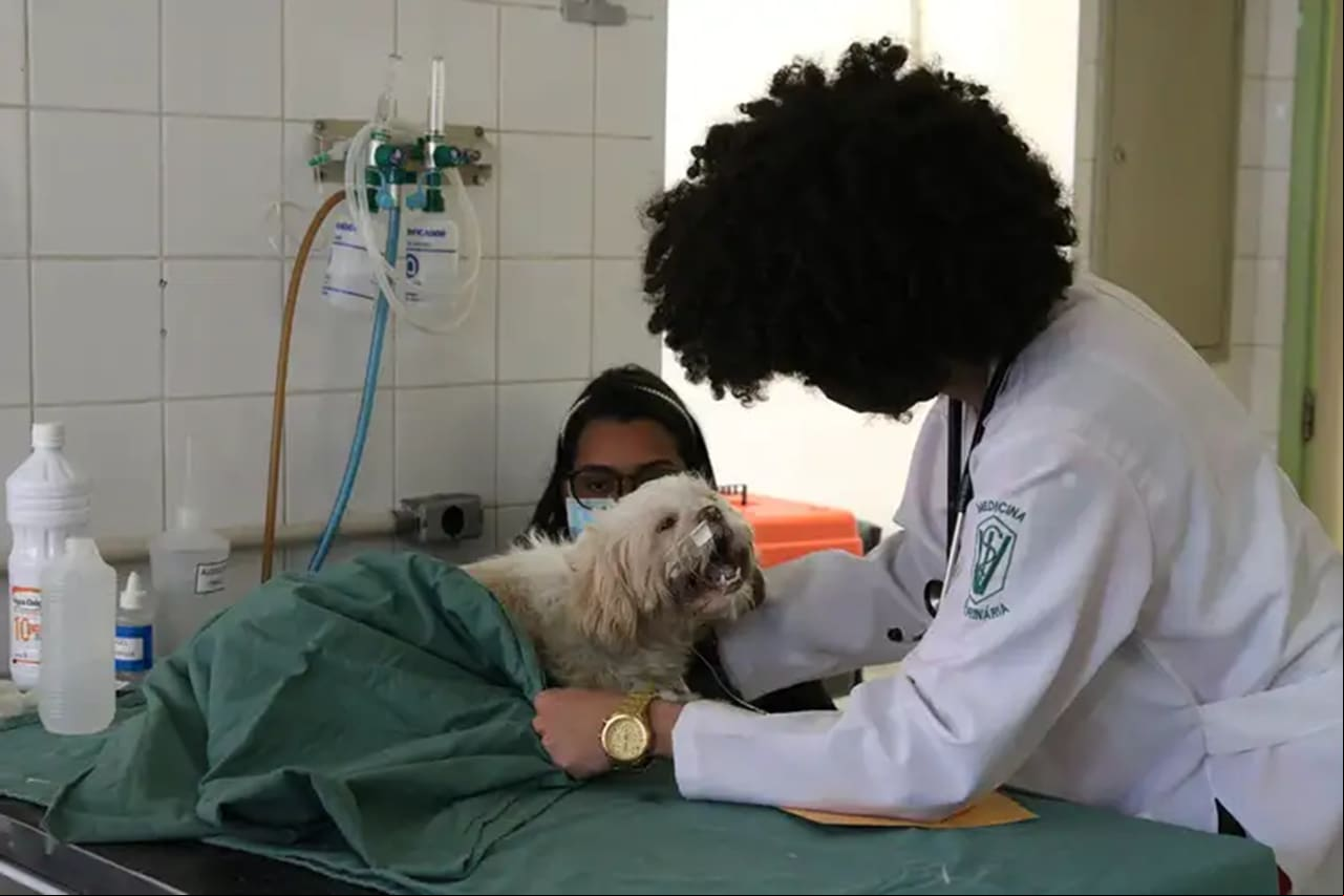 Veterinários estão na lista de profissionais que podem pagar menos imposto pela reforma tributária