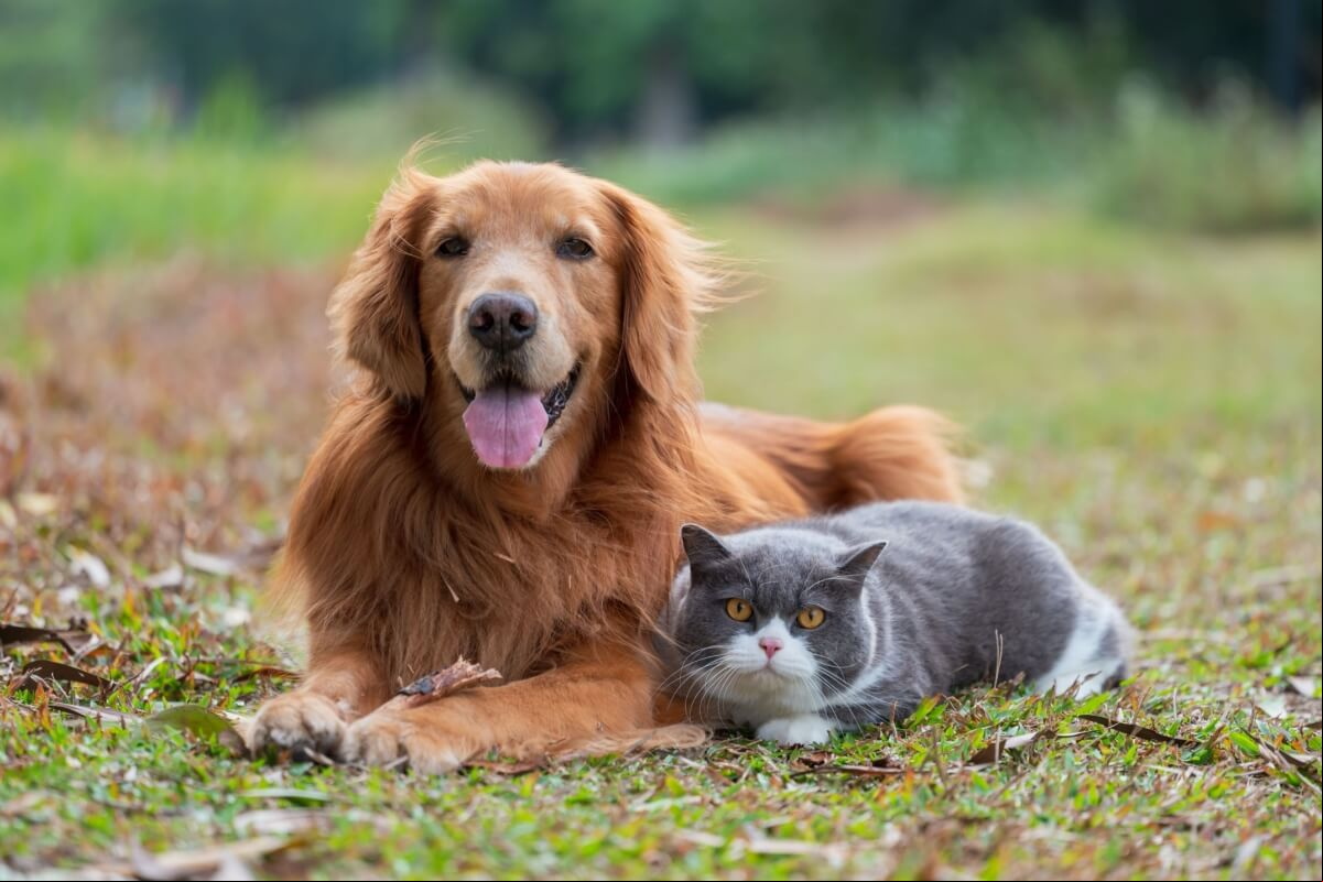 A transfusão de sangue pode ajudar a salvar a vida do seu animal de estimação