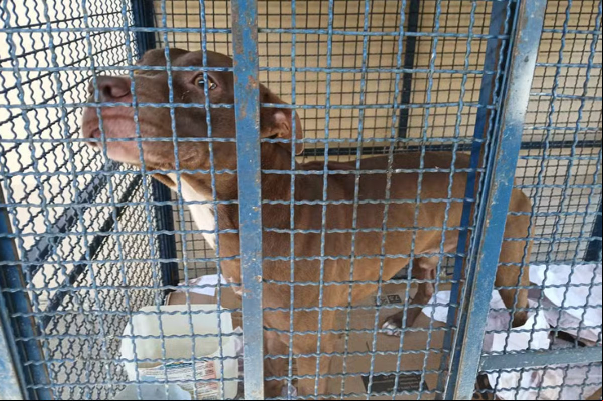 O cachorro foi recolhido pelo Centro de Controle de Zoonoses