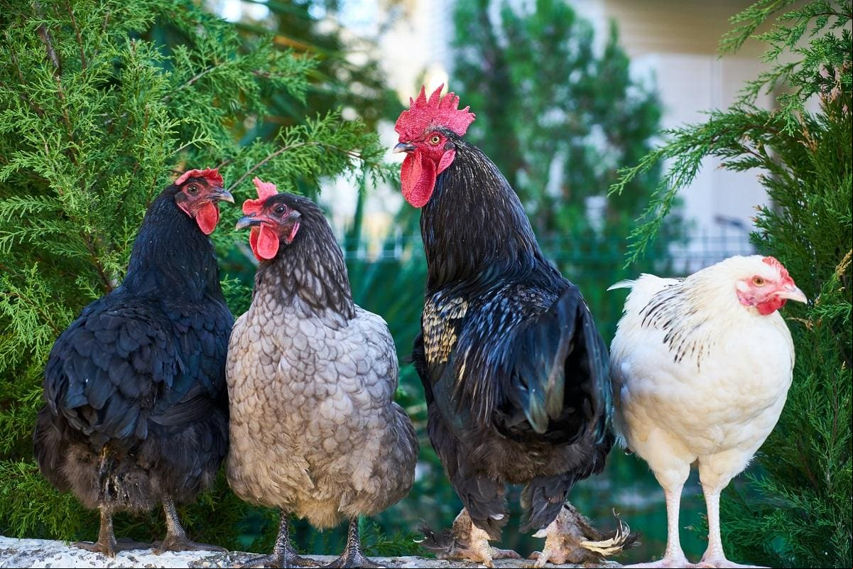 gripe aviária - frango - ovos No Brasil, um foco foi identificado em uma granja comercial de Montenegro, no RS
