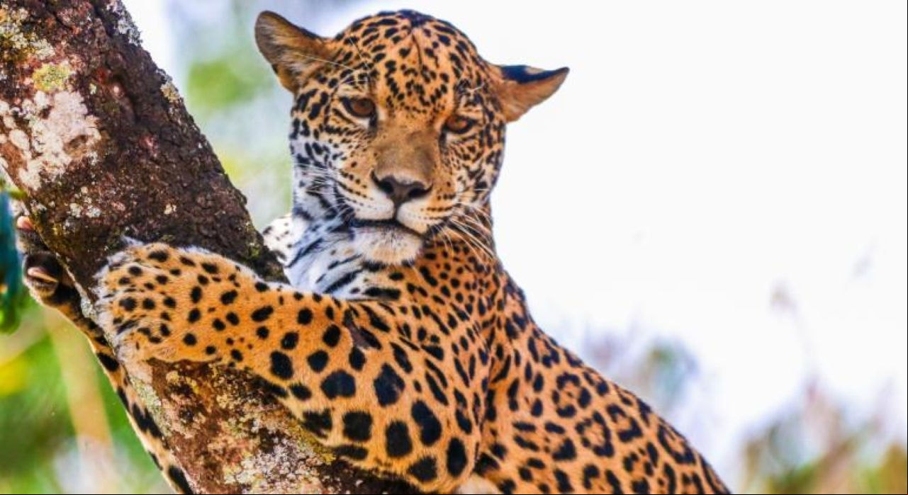 Nova 'moradora', a onça-pintada Maya se adaptou ao habitat e pode receber visitantes